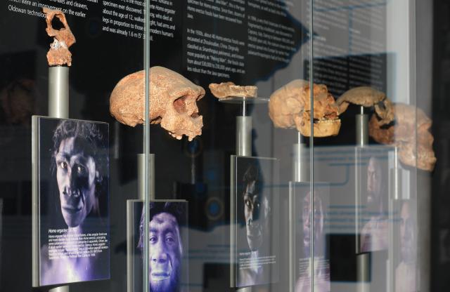 (260220) -- GAUTENG, Feb. 20, 2026 (Xinhua) -- This photo taken on Feb. 19, 2026 shows exhibits at the Maropeng exhibition center, located in the Cradle of Humankind World Heritage Site, in Gauteng Province, South Africa. The World Heritage listed Cradle of Humankind caves have produced a rich collection of human ancestor fossils. (Xinhua/Chen Wei)