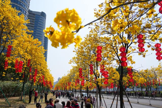 (260220) -- GUANGZHOU, Feb. 20, 2026 (Xinhua) -- People enjoy the view of tabebuia chrysantha blossoms in Guangzhou, south China's Guangdong Province, Feb. 20, 2026. (Xinhua/Wu Lu)