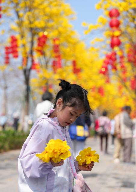 (260220) -- GUANGZHOU, Feb. 20, 2026 (Xinhua) -- A girl collects the fallen flowers of tabebuia chrysantha in Guangzhou, south China's Guangdong Province, Feb. 20, 2026. (Xinhua/Wu Lu)