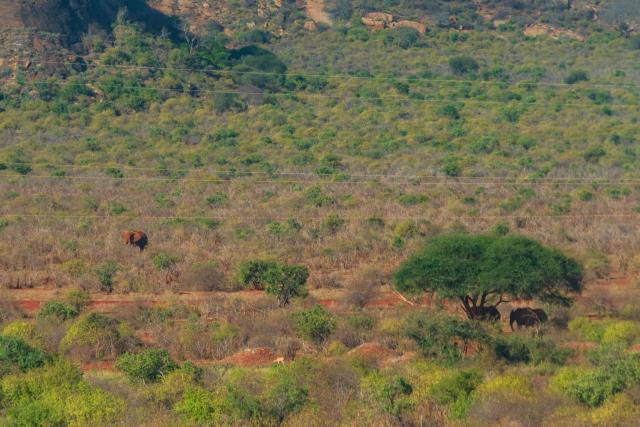 (260221) -- NAIROBI, Feb. 21, 2026 (Xinhua) -- Elephants are pictured through the window aboard a train along the Mombasa-Nairobi railway at Tsavo East National Park in Taita-Taveta County, Kenya, Feb. 19, 2026. Stretching 472 km from the port city of Mombasa to the capital Nairobi in Kenya, the Chinese-built Mombasa-Nairobi Standard Gauge Railway (SGR) was launched on May 31, 2017. It is the first new railway built in Kenya since independence and a flagship project of China-Kenya cooperation under the Belt and Road Initiative. (Xinhua/Xie Jianfei)