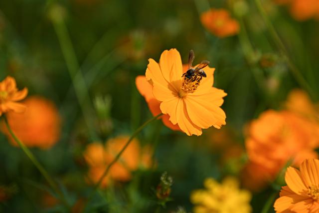 (260221) -- CHANGJIANG, Feb. 21, 2026 (Xinhua) -- Blooming chrysanthemum flowers are pictured at the Juyuan Flower Expo Garden in Changjiang Li Autonomous County, south China's Hainan Province, Feb. 20, 2026. Various flowers at the Juyuan Flower Expo Garden in Changjiang County are currently in full bloom, attracting many tourists.
   In recent years, the county has supported the local floral industry, one of its features, by integrating flower cultivation with rural tourism. (Xinhua/Pu Xiaoxu)