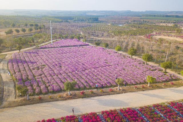 (260221) -- CHANGJIANG, Feb. 21, 2026 (Xinhua) -- A drone photo shows galsang flowers at the Juyuan Flower Expo Garden in Changjiang Li Autonomous County, south China's Hainan Province, Feb. 20, 2026. Various flowers at the Juyuan Flower Expo Garden in Changjiang County are currently in full bloom, attracting many tourists.
   In recent years, the county has supported the local floral industry, one of its features, by integrating flower cultivation with rural tourism. (Xinhua/Pu Xiaoxu)