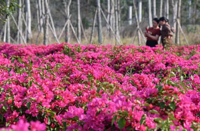 (260221) -- CHANGJIANG, Feb. 21, 2026 (Xinhua) -- Blooming bougainvillea flowers are pictured at the Juyuan Flower Expo Garden in Changjiang Li Autonomous County, south China's Hainan Province, Feb. 20, 2026. Various flowers at the Juyuan Flower Expo Garden in Changjiang County are currently in full bloom, attracting many tourists.
   In recent years, the county has supported the local floral industry, one of its features, by integrating flower cultivation with rural tourism. (Xinhua/Pu Xiaoxu)