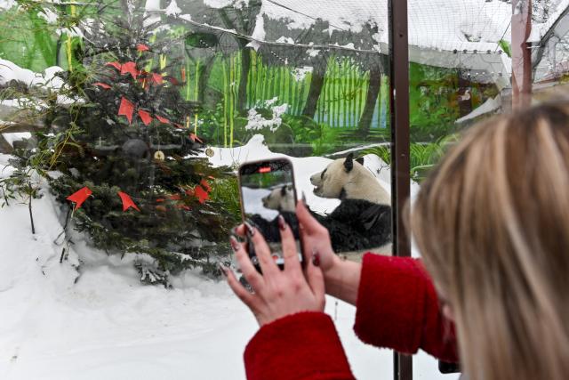 (260221) -- MOSCOW, Feb. 21, 2026 (Xinhua) -- A woman takes photos of Giant panda Ru Yi during an event celebrating the Chinese Lunar New Year at the Moscow Zoo in Moscow, Russia, Feb. 21, 2026. (Photo by Alexander Zemlianichenko Jr/Xinhua)