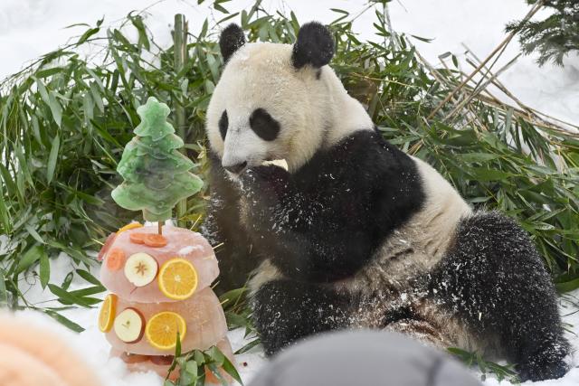 (260221) -- MOSCOW, Feb. 21, 2026 (Xinhua) -- Giant panda Katyusha enjoys the ice cake during an event celebrating the Chinese Lunar New Year at the Moscow Zoo in Moscow, Russia, Feb. 21, 2026. (Photo by Alexander Zemlianichenko Jr/Xinhua)