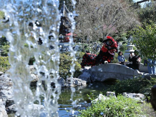 (260222) -- CALIFORNIA, Feb. 22, 2026 (Xinhua) -- Visitors take pictures with lion dance performers at the Huntington Library, Art Museum, and Botanical Gardens in San Marino, Los Angeles County, California, the United States, on Feb. 21, 2026. The Chinese New Year was celebrated at the Huntington Library with arts and crafts, music and a lion dance performance. (Photo by Qiu Chen/Xinhua)