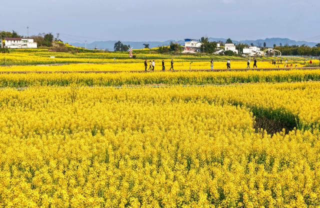 (260222) -- BEIJING, Feb. 22, 2026 (Xinhua) -- Tourists visit a rapeseed flower field in Tanba Village of Yusi Town, Luxian County, southwest China's Sichuan Province, Feb. 19, 2026. (Photo by Liu Xueyi/Xinhua)