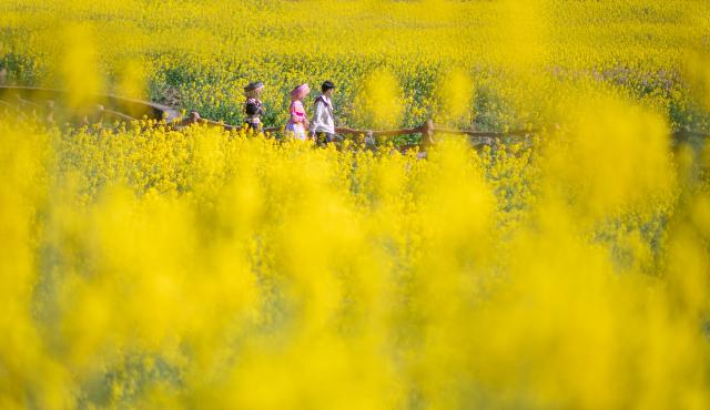(260222) -- BEIJING, Feb. 22, 2026 (Xinhua) -- Tourists visit a rapeseed flower field in Shangbugao Village of Maguan County, Wenshan Zhuang and Miao Autonomous Prefecture, southwest China's Yunnan Province, Feb. 22, 2026. (Photo by Xiong Pingxiang/Xinhua)