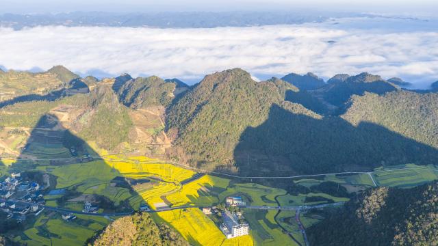 (260222) -- BEIJING, Feb. 22, 2026 (Xinhua) -- An aerial drone photo taken on Feb. 22, 2026 shows rapeseed flower fields in Shangbugao Village of Maguan County, Wenshan Zhuang and Miao Autonomous Prefecture, southwest China's Yunnan Province. (Photo by Xiong Pingxiang/Xinhua)