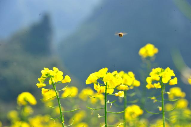 (260222) -- BEIJING, Feb. 22, 2026 (Xinhua) -- A bee flies over rapeseed flowers in Xinyin Village of Siba Town, Luocheng Mulao Autonomous County, south China's Guangxi Zhuang Autonomous Region, Feb. 20, 2026. (Photo by Wu Yaorong/Xinhua)