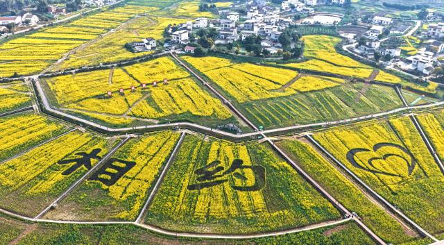 (260222) -- BEIJING, Feb. 22, 2026 (Xinhua) -- An aerial drone photo taken on Feb. 19, 2026 shows a rapeseed flower field in Tanba Village of Yusi Town, Luxian County, southwest China's Sichuan Province. (Photo by Liu Xueyi/Xinhua)