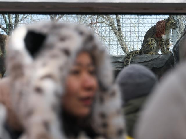 (260222) -- XINING, Feb. 22, 2026 (Xinhua) -- A tourist visits Xining Wildlife Park in northwest China's Qinghai Province, Feb. 22, 2026. Visitors came to Xining Wildlife Park to observe highland species including snow leopard during the Spring Festival holiday. (Xinhua/Zhang Long)