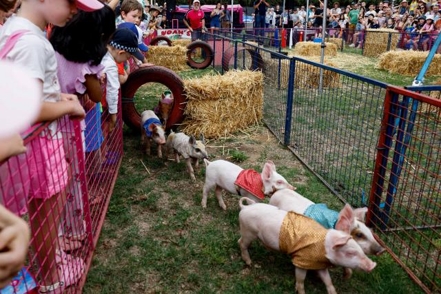 (260222) -- CANBERRA, Feb. 22, 2026 (Xinhua) -- Pet pigs are pictured at the 2026 Royal Canberra Show in the Exhibition Park in Canberra, Australia, Feb. 22, 2026. (Photo by Chu Chen/Xinhua)