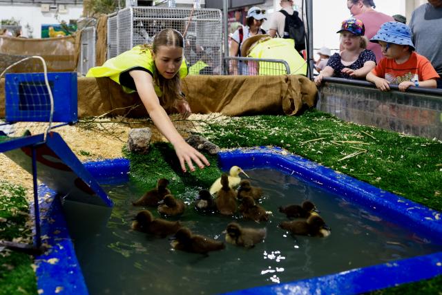 (260222) -- CANBERRA, Feb. 22, 2026 (Xinhua) -- Ducks are pictured at the 2026 Royal Canberra Show in the Exhibition Park in Canberra, Australia, Feb. 22, 2026. (Photo by Chu Chen/Xinhua)