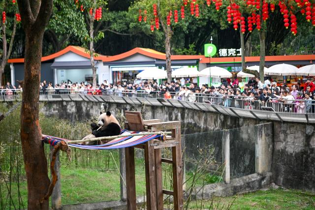 (260224) -- CHONGQING, Feb. 24, 2026 (Xinhua) -- Visitors watch a giant panda at Chongqing Zoo in southwest China's Chongqing Municipality, Feb. 24, 2026. Giant pandas attracted numerous tourists at Chongqing Zoo. (Xinhua/Tang Yi)