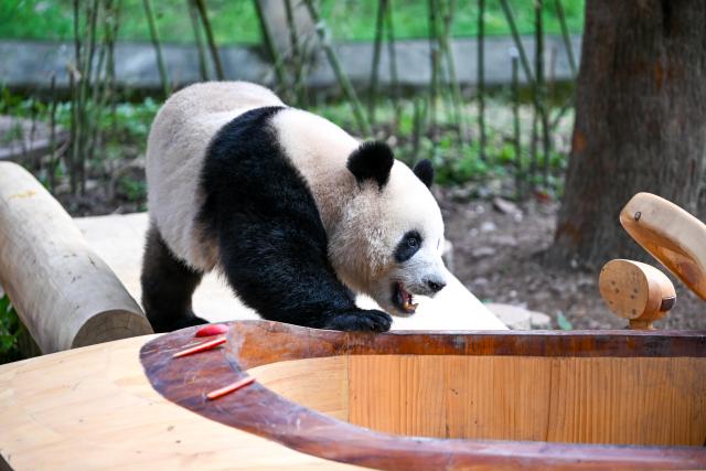 (260224) -- CHONGQING, Feb. 24, 2026 (Xinhua) -- A giant panda plays at Chongqing Zoo in southwest China's Chongqing Municipality, Feb. 24, 2026. Giant pandas attracted numerous tourists at Chongqing Zoo. (Xinhua/Tang Yi)