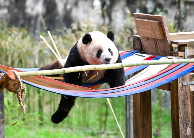 (260224) -- CHONGQING, Feb. 24, 2026 (Xinhua) -- A giant panda plays at Chongqing Zoo in southwest China's Chongqing Municipality, Feb. 24, 2026. Giant pandas attracted numerous tourists at Chongqing Zoo. (Xinhua/Tang Yi)