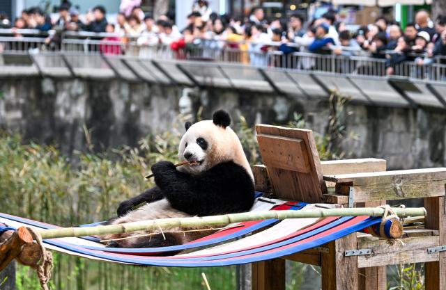 (260224) -- CHONGQING, Feb. 24, 2026 (Xinhua) -- A giant panda enjoys bamboo at Chongqing Zoo in southwest China's Chongqing Municipality, Feb. 24, 2026. Giant pandas attracted numerous tourists at Chongqing Zoo. (Xinhua/Tang Yi)