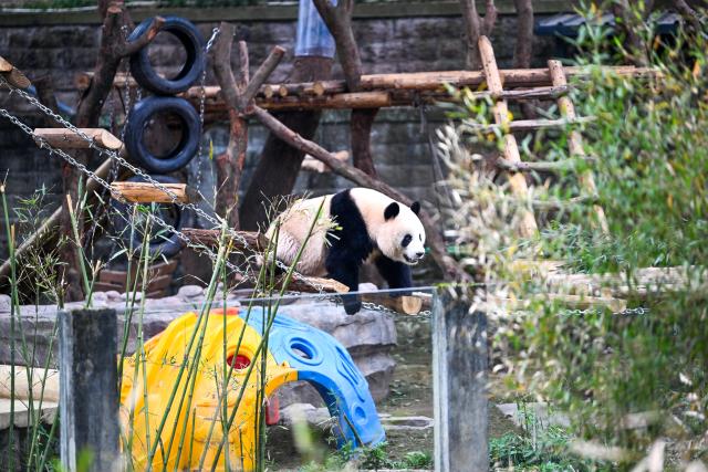 (260224) -- CHONGQING, Feb. 24, 2026 (Xinhua) -- A giant panda plays at Chongqing Zoo in southwest China's Chongqing Municipality, Feb. 24, 2026. Giant pandas attracted numerous tourists at Chongqing Zoo. (Xinhua/Tang Yi)