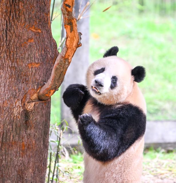 (260224) -- CHONGQING, Feb. 24, 2026 (Xinhua) -- A giant panda plays at Chongqing Zoo in southwest China's Chongqing Municipality, Feb. 24, 2026. Giant pandas attracted numerous tourists at Chongqing Zoo. (Xinhua/Tang Yi)
