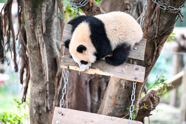 (260224) -- CHONGQING, Feb. 24, 2026 (Xinhua) -- A giant panda plays at Chongqing Zoo in southwest China's Chongqing Municipality, Feb. 24, 2026. Giant pandas attracted numerous tourists at Chongqing Zoo. (Xinhua/Tang Yi)