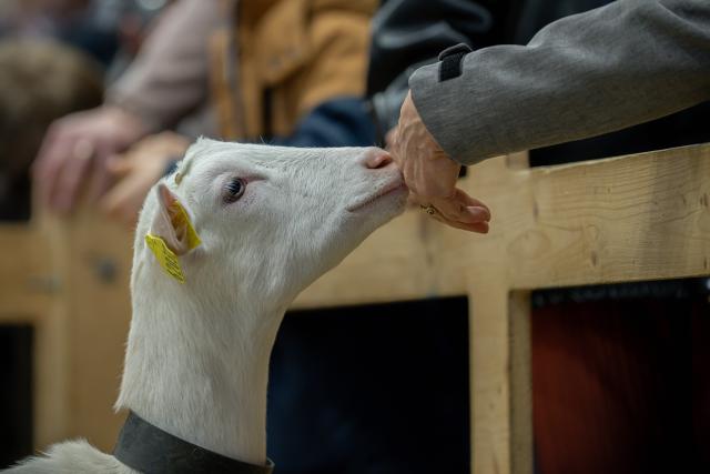 (260224) -- PAIRS, Feb. 24, 2026 (Xinhua) -- A visitor interacts with a goat during the 62nd International Agricultural Fair in Paris, France, Feb. 24, 2026. The fair will last until March 1. (Photo by Aurelien Morissard/Xinhua)