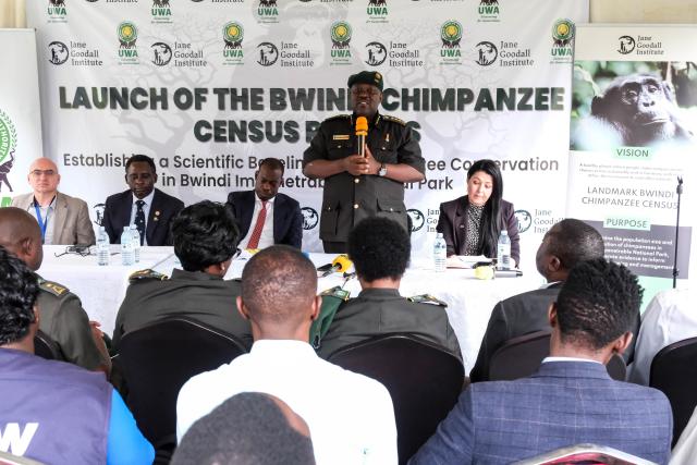 (260225) -- KAMPALA, Feb. 25, 2026 (Xinhua) -- Uganda Wildlife Authority Executive Director James Musinguzi speaks during the launch of the Bwindi chimpanzee census results in Kampala, Uganda on Feb. 24, 2026. A new scientific census estimates that around 426 chimpanzees live alongside endangered mountain gorillas in Bwindi Impenetrable National Park, a forest in southwestern Uganda dominated by gorilla habitat.
   TO GO WITH "Census estimates 426 chimpanzees share habitat with mountain gorillas in Uganda's Bwindi Forest" (Photo by Hajarah Nalwadda/Xinhua)