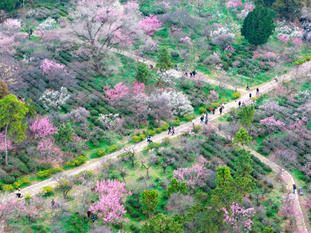 (260227) -- BEIJING, Feb. 27, 2026 (Xinhua) -- An aerial drone photo taken on Feb. 25, 2026 shows tourists visiting the Meihua Mountain at the imperial Xiaoling Mausoleum scenic area of Nanjing, east China's Jiangsu Province. (Photo by Yang Suping/Xinhua)