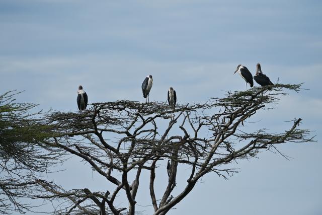 (260227) -- NAIROBI, Feb. 27, 2026 (Xinhua) -- This photo taken on Feb. 26, 2026 shows marabou storks at the Nairobi National Park in Kenya. The Nairobi National Park is one of the few capital-based reserves in the world. Spanning 117 square kilometers of savannah, forests, and wetlands dotted with valleys and seasonal lakes, the park shelters over 100 mammal species and 400 bird varieties. (Xinhua/Liu Qiong)