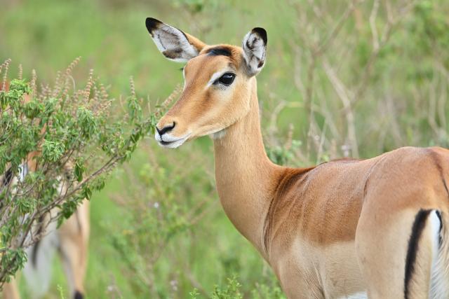 (260227) -- NAIROBI, Feb. 27, 2026 (Xinhua) -- This photo taken on Feb. 26, 2026 shows an impala at the Nairobi National Park in Kenya. The Nairobi National Park is one of the few capital-based reserves in the world. Spanning 117 square kilometers of savannah, forests, and wetlands dotted with valleys and seasonal lakes, the park shelters over 100 mammal species and 400 bird varieties. (Xinhua/Liu Qiong)