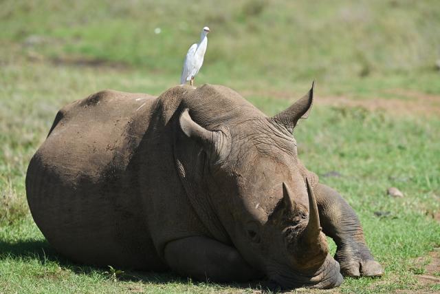 (260227) -- NAIROBI, Feb. 27, 2026 (Xinhua) -- This photo taken on Feb. 26, 2026 shows a rhino at the Nairobi National Park in Kenya. The Nairobi National Park is one of the few capital-based reserves in the world. Spanning 117 square kilometers of savannah, forests, and wetlands dotted with valleys and seasonal lakes, the park shelters over 100 mammal species and 400 bird varieties. (Xinhua/Liu Qiong)