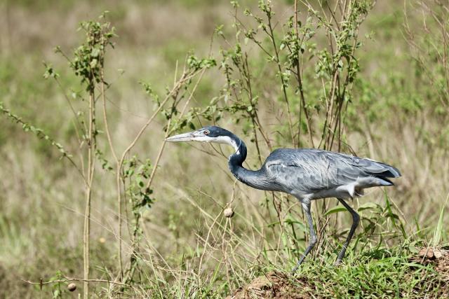 (260227) -- NAIROBI, Feb. 27, 2026 (Xinhua) -- This photo taken on Feb. 26, 2026 shows a black-headed heron at the Nairobi National Park in Kenya. The Nairobi National Park is one of the few capital-based reserves in the world. Spanning 117 square kilometers of savannah, forests, and wetlands dotted with valleys and seasonal lakes, the park shelters over 100 mammal species and 400 bird varieties. (Xinhua/Geng Xinning)