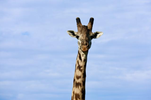 (260227) -- NAIROBI, Feb. 27, 2026 (Xinhua) -- This photo taken on Feb. 26, 2026 shows a giraffe at the Nairobi National Park in Kenya. The Nairobi National Park is one of the few capital-based reserves in the world. Spanning 117 square kilometers of savannah, forests, and wetlands dotted with valleys and seasonal lakes, the park shelters over 100 mammal species and 400 bird varieties. (Xinhua/Geng Xinning)