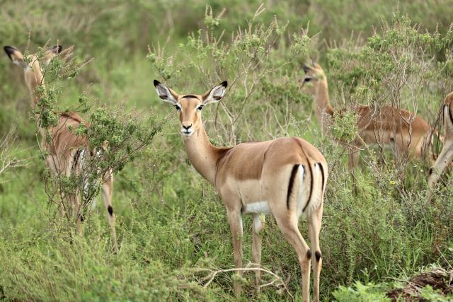 (260227) -- NAIROBI, Feb. 27, 2026 (Xinhua) -- This photo taken on Feb. 26, 2026 shows impalas at the Nairobi National Park in Kenya. The Nairobi National Park is one of the few capital-based reserves in the world. Spanning 117 square kilometers of savannah, forests, and wetlands dotted with valleys and seasonal lakes, the park shelters over 100 mammal species and 400 bird varieties. (Xinhua/Geng Xinning)