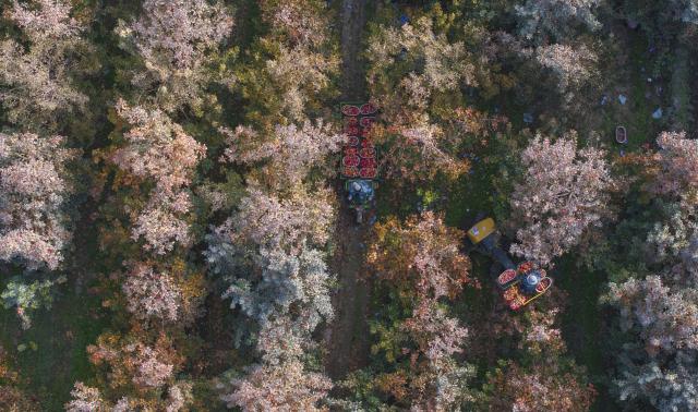 (260227) -- BEIJING, Feb. 27, 2026 (Xinhua) -- An aerial drone photo taken on Oct. 23, 2025 shows a staff member transferring newly-picked apples at an orchard in Alaer City, northwest China's Xinjiang Uygur Autonomous Region. (Xinhua/Cai Yang)