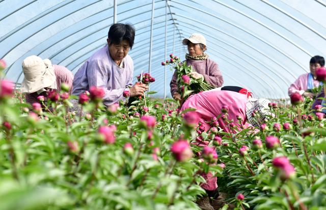 (260227) -- BEIJING, Feb. 27, 2026 (Xinhua) -- Farmers pick peony flowers at a fresh-cut flowers production base in Penglou Town, Heze City of east China's Shandong Province, April 10, 2025. (Xinhua/Guo Xulei)