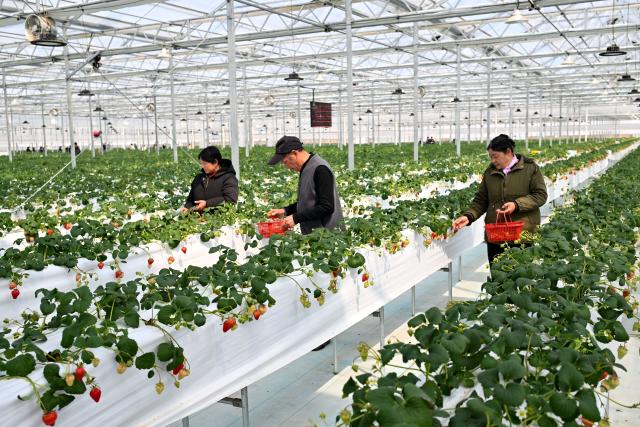 (260227) -- BEIJING, Feb. 27, 2026 (Xinhua) -- Staff members pick strawberries at a modern agricultural production base at Mudian Village, Xuyu County of east China's Jiangsu Province, March 8, 2025. (Photo by Yan Huaifeng/Xinhua)