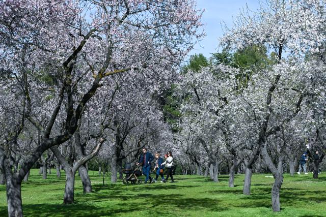 (260227) -- MADRID, Feb. 27, 2026 (Xinhua) -- People walk among blossoming almond trees in a park in Madrid, Spain, on Feb. 27, 2026. (Photo by Gustavo Valiente/Xinhua)