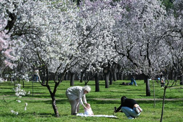 (260227) -- MADRID, Feb. 27, 2026 (Xinhua) -- A woman takes photo of a baby under the blossoming almond trees in a park in Madrid, Spain, on Feb. 27, 2026. (Photo by Gustavo Valiente/Xinhua)
