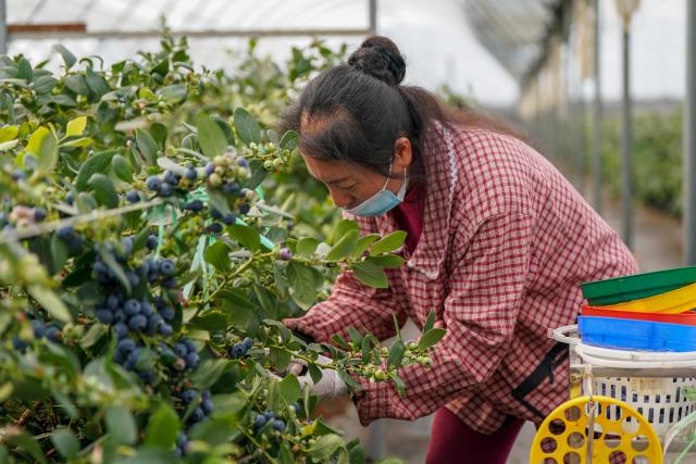 (260228) -- MENGZI, Feb. 28, 2026 (Xinhua) -- A farmer harvests blueberries at a greenhouse in Mengzi City of Honghe Hani and Yi Autonomous Prefecture, southwest China's Yunnan Province, Feb. 27, 2026. In recent years, the blueberry industry in Mengzi City is transforming from individual planting to scaled cultivation. To date, the city's blueberry cultivation area has reached 70,000 mu (about 4,666.67 hectares).
   Apart from robust domestic sales, the local bluberry products also see increasing export, reaching overseas markets such as Malaysia, Thailand and Singapore. (Xinhua/Peng Yikai)