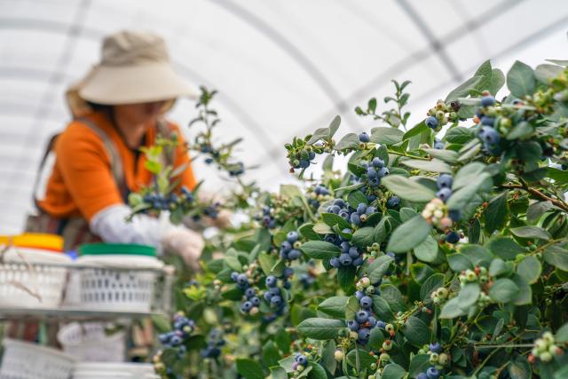 (260228) -- MENGZI, Feb. 28, 2026 (Xinhua) -- A farmer harvests blueberries at a greenhouse in Mengzi City of Honghe Hani and Yi Autonomous Prefecture, southwest China's Yunnan Province, Feb. 27, 2026. In recent years, the blueberry industry in Mengzi City is transforming from individual planting to scaled cultivation. To date, the city's blueberry cultivation area has reached 70,000 mu (about 4,666.67 hectares).
   Apart from robust domestic sales, the local bluberry products also see increasing export, reaching overseas markets such as Malaysia, Thailand and Singapore. (Xinhua/Peng Yikai)
