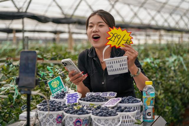 (260228) -- MENGZI, Feb. 28, 2026 (Xinhua) -- A staff member sells blueberries via live-streaming at a greenhouse in Mengzi City of Honghe Hani and Yi Autonomous Prefecture, southwest China's Yunnan Province, Feb. 27, 2026. In recent years, the blueberry industry in Mengzi City is transforming from individual planting to scaled cultivation. To date, the city's blueberry cultivation area has reached 70,000 mu (about 4,666.67 hectares).
   Apart from robust domestic sales, the local bluberry products also see increasing export, reaching overseas markets such as Malaysia, Thailand and Singapore. (Xinhua/Peng Yikai)