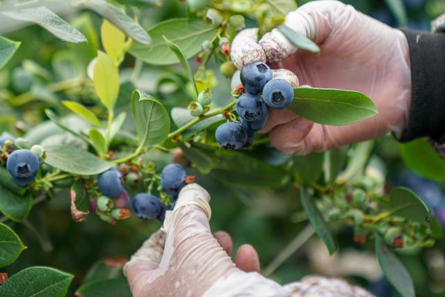 (260228) -- MENGZI, Feb. 28, 2026 (Xinhua) -- A farmer harvests blueberries at a greenhouse in Mengzi City of Honghe Hani and Yi Autonomous Prefecture, southwest China's Yunnan Province, Feb. 27, 2026. In recent years, the blueberry industry in Mengzi City is transforming from individual planting to scaled cultivation. To date, the city's blueberry cultivation area has reached 70,000 mu (about 4,666.67 hectares).
   Apart from robust domestic sales, the local bluberry products also see increasing export, reaching overseas markets such as Malaysia, Thailand and Singapore. (Xinhua/Peng Yikai)