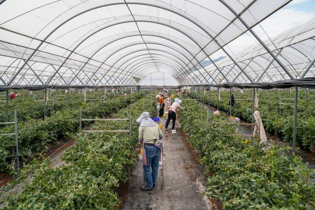 (260228) -- MENGZI, Feb. 28, 2026 (Xinhua) -- Farmers harvest blueberries at a greenhouse in Mengzi City of Honghe Hani and Yi Autonomous Prefecture, southwest China's Yunnan Province, Feb. 27, 2026. In recent years, the blueberry industry in Mengzi City is transforming from individual planting to scaled cultivation. To date, the city's blueberry cultivation area has reached 70,000 mu (about 4,666.67 hectares).
   Apart from robust domestic sales, the local bluberry products also see increasing export, reaching overseas markets such as Malaysia, Thailand and Singapore. (Xinhua/Peng Yikai)