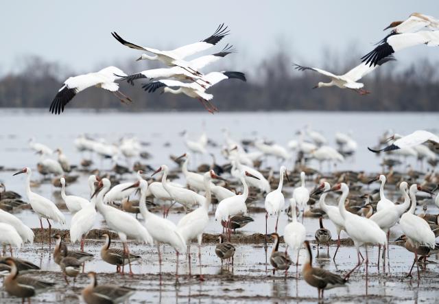 (260228) -- YUGAN, Feb. 28, 2026 (Xinhua) -- White cranes and other migratory birds are pictured at a wetland reserve in Yugan County of Shangrao, east China's Jiangxi Province, Feb. 27, 2026. (Xinhua/Wan Xiang)
