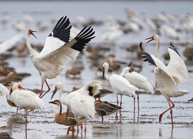 (260228) -- YUGAN, Feb. 28, 2026 (Xinhua) -- White cranes and other migratory birds are pictured at a wetland reserve in Yugan County of Shangrao, east China's Jiangxi Province, Feb. 27, 2026. (Xinhua/Wan Xiang)