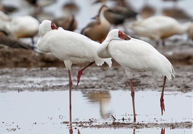 (260228) -- YUGAN, Feb. 28, 2026 (Xinhua) -- White cranes are pictured at a wetland reserve in Yugan County of Shangrao, east China's Jiangxi Province, Feb. 27, 2026. (Xinhua/Wan Xiang)