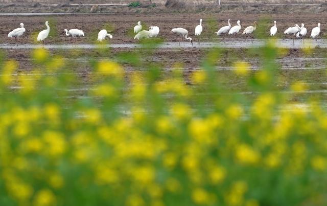 (260228) -- YUGAN, Feb. 28, 2026 (Xinhua) -- White cranes are pictured at a wetland reserve in Yugan County of Shangrao, east China's Jiangxi Province, Feb. 27, 2026. (Xinhua/Wan Xiang)