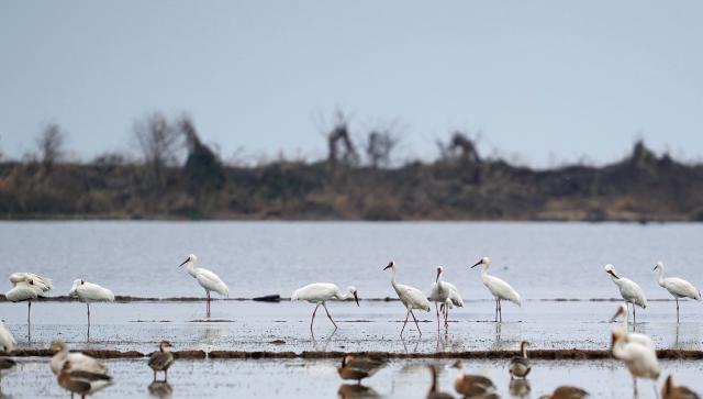(260228) -- YUGAN, Feb. 28, 2026 (Xinhua) -- White cranes and other migratory birds are pictured at a wetland reserve in Yugan County of Shangrao, east China's Jiangxi Province, Feb. 27, 2026. (Xinhua/Wan Xiang)