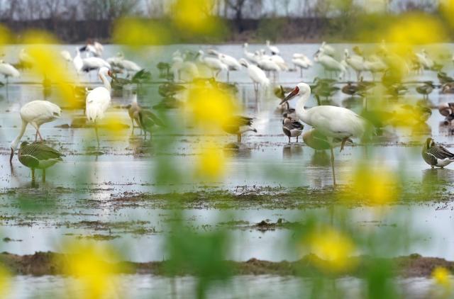 (260228) -- YUGAN, Feb. 28, 2026 (Xinhua) -- White cranes and other migratory birds are pictured at a wetland reserve in Yugan County of Shangrao, east China's Jiangxi Province, Feb. 27, 2026. (Xinhua/Wan Xiang)